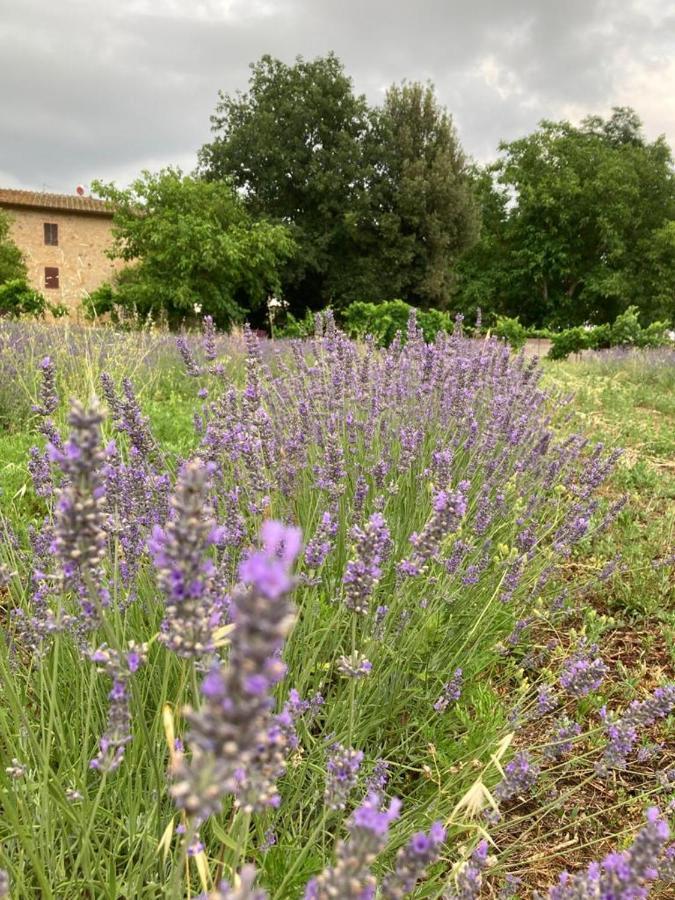 Claudia Vacanza Toscana - Appartamento Nocciolo- 10 Min Da Siena Malignano Luaran gambar
